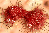 Proteína MYC aumenta a absorção de vitamina B5 pelas células cancerígenas, favorecendo a progressão do câncer