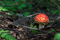 Psicodélicos podem não ser melhores do que os antidepressivos para a depressão Psicodélicos podem não ser melhores do que os antidepressivos para a depressão