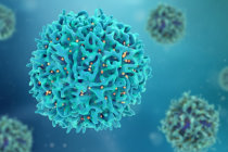 Restaurando a juventude de células imunológicas envelhecidas: terapia com mRNA reverte o processo de envelhecimento Restaurando a juventude de células imunológicas envelhecidas: terapia com mRNA reverte o processo de envelhecimento