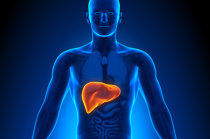 Survodutida reduziu a gordura no fígado em 84% dos pacientes com obesidade e MASLD Survodutida reduziu a gordura no fígado em 84% dos pacientes com obesidade e MASLD