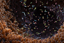 Testes de microbioma intestinal apresentam resultados diferentes ao analisar a mesma amostra de fezes Testes de microbioma intestinal apresentam resultados diferentes ao analisar a mesma amostra de fezes