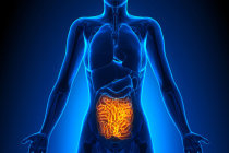Transplantes de microbiota fecal aliviam a síndrome do intestino irritável por três anos