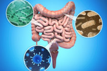 Um grupo "oculto" de bact&eacute;rias intestinais pode ser essencial para a boa sa&uacute;de