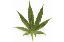 Uso de maconha aumenta drasticamente o risco de morte por ataques cardíacos e AVCs, segundo grande estudo