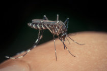Vacina de dose única contra dengue é eficaz, independente do status sorológico basal