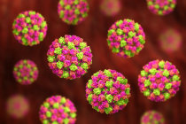 Vacina em comprimido contra o norovírus mostra-se promissora para prevenir gastroenterite viral Vacina em comprimido contra o norovírus mostra-se promissora para prevenir gastroenterite viral