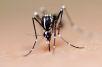 Vacina tetravalente contra dengue induziu produção de anticorpos em mais de 90% daqueles que receberam uma única dose