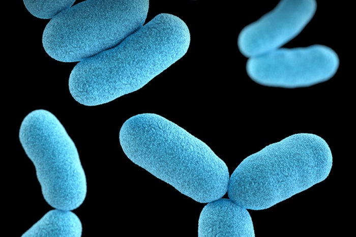 Bactérias intestinais produzem hormônio envolvido na depressão pós-parto