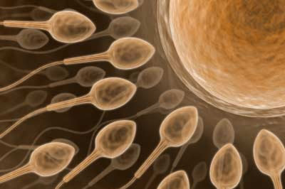Esperma e óvulos cultivados em laboratório: redefinição “epigenética” nas células humanas abre o caminho