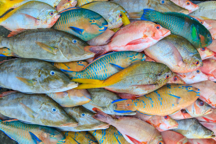 Maior ingestão total de peixe foi associada a um risco 22% maior de melanoma maligno