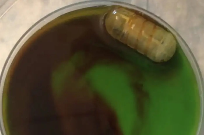 Pílula robótica que entrega medicamentos ao intestino pode acabar com as injeções de insulina