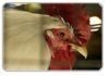 Gripe aviária: países desejam combater o pânico que poderá ser ocasionado pela falta de informação da população