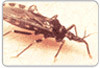 Brasil elimina transmissão da doença de Chagas pelo Triatoma infestans