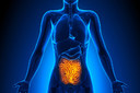 Science Translational Medicine: revestimento sintético no intestino delgado pode ajudar a tratar diabetes e obesidade
