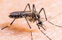 Science publica artigo sobre os benefícios e os riscos da nova vacina contra a dengue