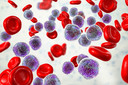 Células T CAR redirecionadas para a GRP78 da superfície celular exibem atividade robusta contra a leucemia mieloide aguda e não têm como alvo células progenitoras hematopoiéticas