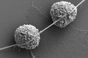 Células cancerosas usam nanotubos para chegar às células imunológicas próximas e capturar suas mitocôndrias geradoras de energia