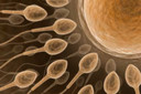 Cientistas descobrem um gene mestre que aciona o desenvolvimento humano, resultando na forma&ccedil;&atilde;o de um corpo pelas c&eacute;lulas
