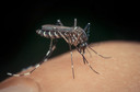 Dengue e dengue hemorrágica: cerca de 40% da população está em risco, segundo dados divulgados pela OMS