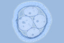 Em um avanço inovador, cientistas criaram embriões humanos sintéticos