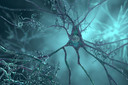 Estudo aponta que a perda de lítio desencadeia Alzheimer, mas composto de lítio pode reverter doença em camundongos