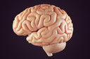 Estudo revela associação genética entre esquizofrenia e área de superfície e espessura cortical do cérebro