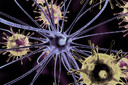 Exposição a vírus foi associada à demência subsequente e a outras doenças neurodegenerativas
