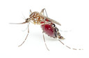 Fiocruz anuncia novo medicamento para tratamento contra a malária, a tafenoquina