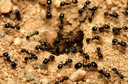 Formigas podem ser vetores de micobactérias, aponta estudo divulgado pela Fiocruz