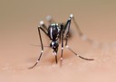 Infecção prévia por vírus da dengue pode proteger crianças contra infecção sintomática por Zika vírus: estudo publicado na PLOS Medicine