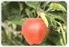 Alzheimer: suco de maçã diminui os níveis de substância beta-amiloide no cérebro de ratos, segundo pesquisa publicada no Journal of Alzheimer's Disease