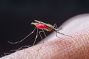 Malária: infecção assintomática persistente por Plasmodium falciparum na estação seca aumenta o tempo de circulação do parasita