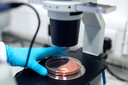 Modelos completos de embriões humanos foram criados a partir de células-tronco em laboratório