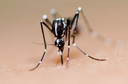 Mosquitos, incluindo o Aedes aegypti, expostos ao repelente DEET podem ignorar a substância por até três horas após o contato