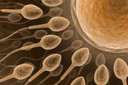 Pesquisa indica que a infertilidade deve dobrar na Europa durante a próxima década