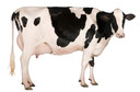 Pesquisadores desenvolvem método de produção de pró-insulina humana no leite de bovinos transgênicos