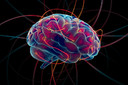 Primeiro mapa da atividade cerebral de mamíferos pode ter mostrado a intuição em ação