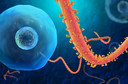 Primeiros ensaios clínicos para o tratamento do vírus Ebola foram anunciados pelo The Lancet