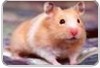 Rato com gene que mata especificamente células tumorais e não agride as células saudáveis é produzido em laboratório