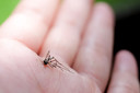 Segurança e imunogenicidade de uma vacina baseada na saliva de mosquito contra doenças transmitidas por esses vetores